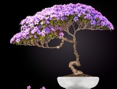 Bonsai - Gói trọn thiên nhiên trong chậu nhỏ