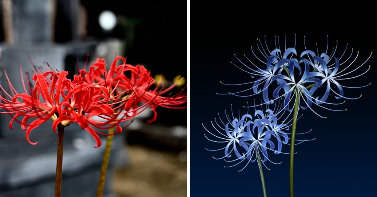 Mách bạn nhiều hơn 92 hình nền hoa bỉ ngạn xanh hay nhất  Tin học Đông Hòa