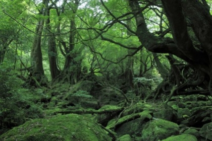 Chiêm ngưỡng thiên nhiên "đẹp ám ảnh" ở Kagoshima
