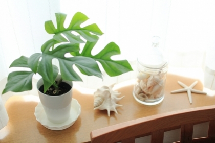 Mẹo trang trí cây xanh trong nhà