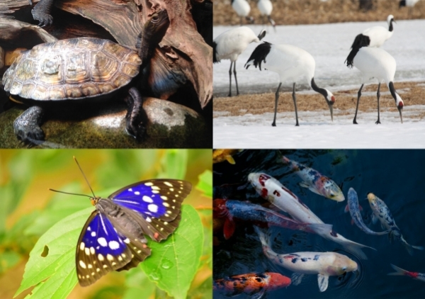 Ý nghĩa của những con vật phổ biến trong văn hóa Nhật Bản