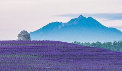 Atama Daibutsu - Tượng Phật khổng lồ giữa đồi hoa oải hương