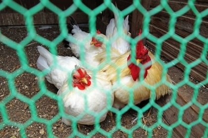 Phát hiện dịch cúm gia cầm ở tỉnh Kagawa