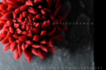 Junichi Mitsubori - người truyền cảm hứng Wagashi