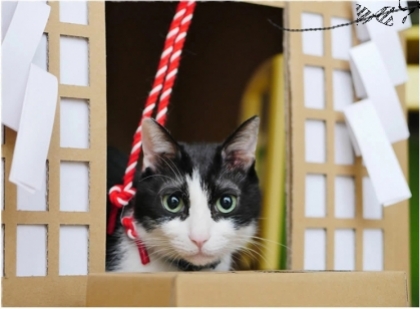 "Ngôi đền" Thần đạo từ giấy bìa cứng dành cho mèo cưng