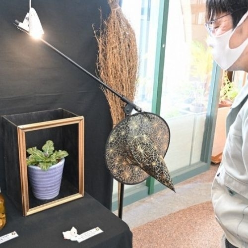 Mandragora: Loài cây trong Harry Potter được trưng bày tại Nhật