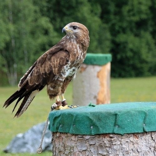 Takagari – Bộ môn nuôi chim ưng của tầng lớp quý tộc