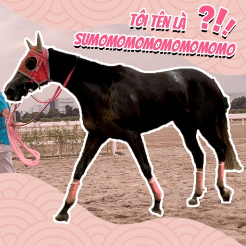 Chú ngựa đua Nhật Bản sở hữu cái tên gây hoang mang