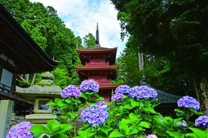 Hoa Ajisai và sự vô thường của đời người