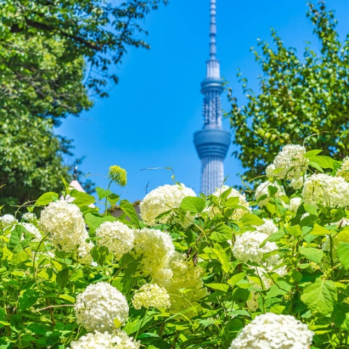 Những địa điểm ngắm hoa cẩm tú cầu lý tưởng ở Tokyo