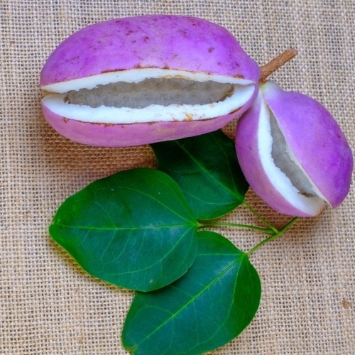 Akebi: Loại quả kỳ lạ của mùa thu Nhật Bản