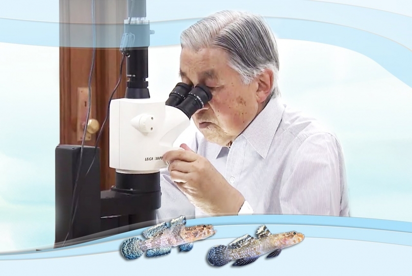 Thái thượng hoàng Akihito phát hiện 2 loài cá bống mới