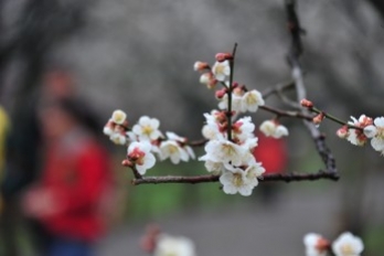 Lạc giữa xứ mơ Kairakuen