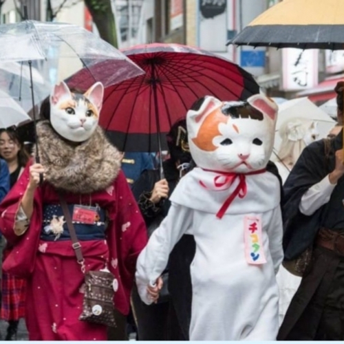 Kagurazaka Bakeneko: Lễ hội hóa mèo dịp Halloween