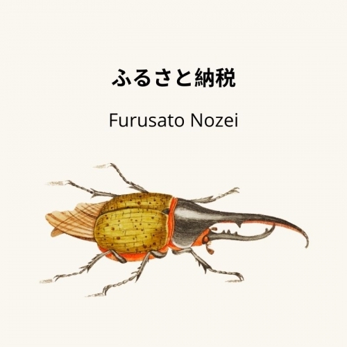 Vì sao bọ Hercules trở thành quà tặng thuế Furusato Nozei?