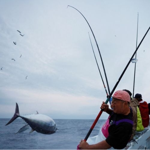 Cá ngừ vằn béo lên cảnh báo về biến đổi khí hậu