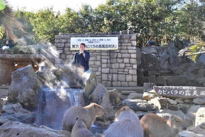 Ở Nhật có hẳn cuộc thi tắm Onsen cho chuột lang nước