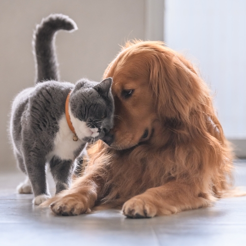 Nhật Bản phát triển công nghệ theo dõi cảm xúc và sức khỏe thú cưng