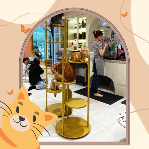 Cà phê mèo: Trạm “sạc pin” giữa lòng đô thị