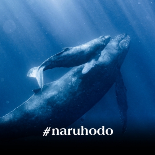 Nhật Bản và văn hóa săn bắt cá voi