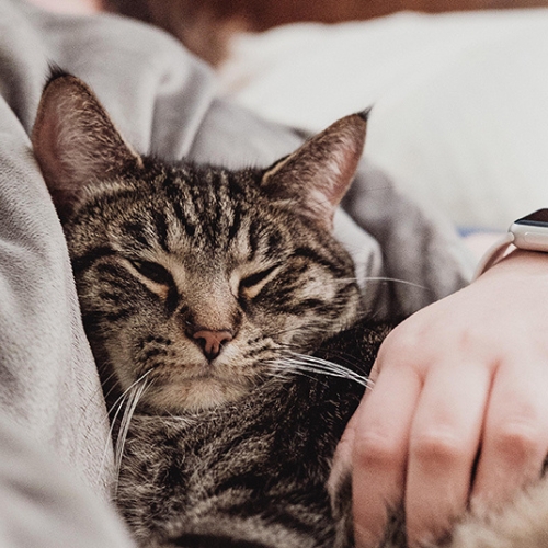 Nhân viên không được nuôi mèo, công ty Nhật cho ra đời bộ chăn ga “mềm như miêu”