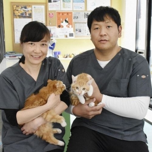 Câu chuyện triệt sản chó, mèo hoang tại Nhật Bản