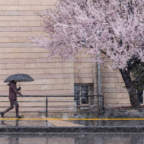 Người Nhật sẽ không thể ngắm hoa anh đào do biến đổi khí hậu