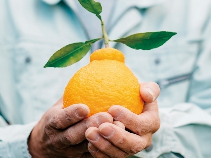 Cam Dekopon của người Nhật chinh phục thế giới