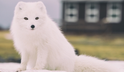 Hồ ly vũ trụ - Truyện ngắn Shinichi Hoshi