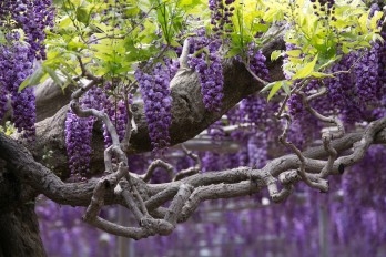 Tháng Năm ngắm hoa tử đằng ở công viên Ashikaga