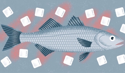 Làm cá tươi ngon kiểu Nhật: Ikejime