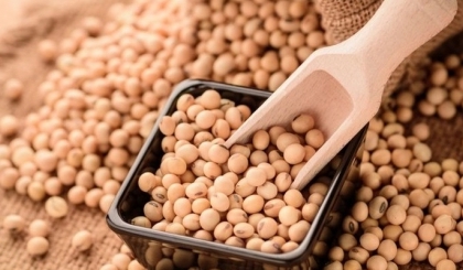 Lý do khiến đậu nành được ưa chuộng tại Nhật