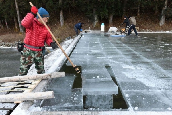 Sự phục hồi của nghề làm băng truyền thống tại Nhật Bản