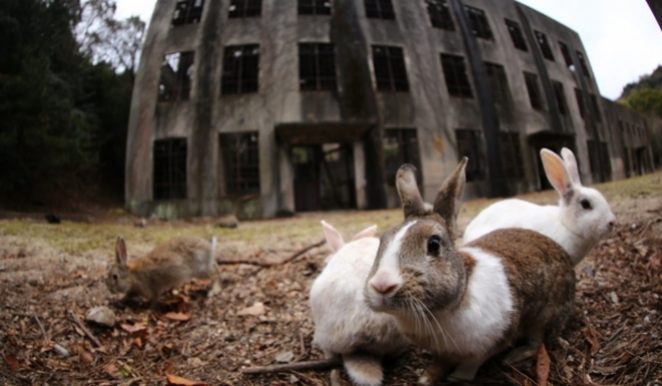 Quá khứ u tối của Đảo Thỏ Okunoshima