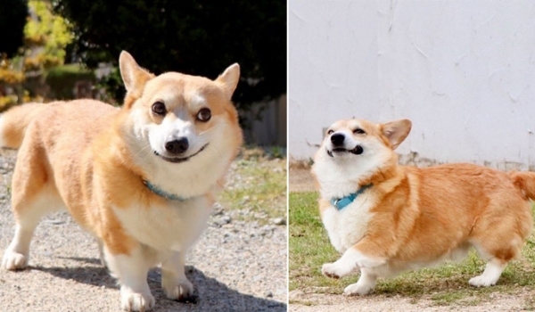Thánh biểu cảm corgi đến từ Nhật Bản