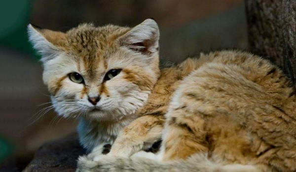 Nhật Bản đón những chú mèo cát sa mạc đầu tiên