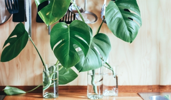 Nâng vận tình yêu với 4 loài thực vật sau