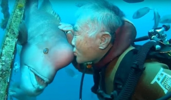 Tình bạn giữa người thợ lặn và cô cá bàng chài