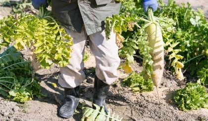 Daikon - Rau củ quốc dân của người Nhật