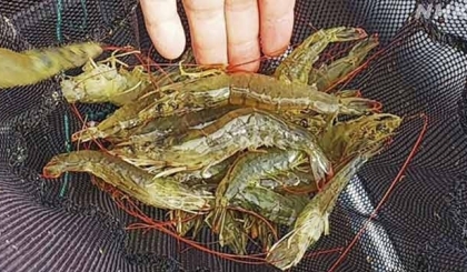 Xuất hiện trường hợp AHPND đầu tiên tại trại tôm ở Okinawa, Nhật Bản