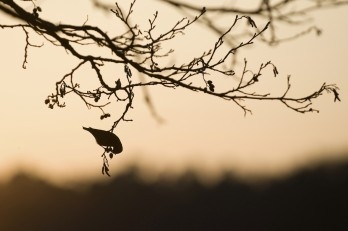 Những bài thơ nhỏ của Taneda Santoka 