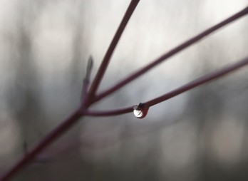 Haiku Nhật Bản thu nhỏ nhân gian 