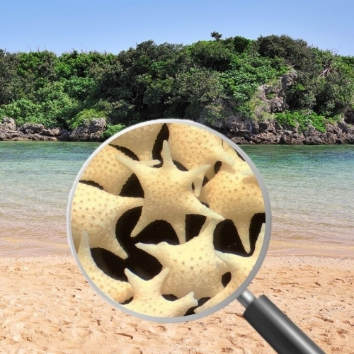 Bí ẩn về hạt cát hình ngôi sao ở bãi biển Hoshizuna no Hama