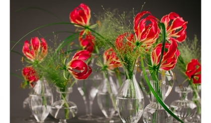 Ngày Tết mua hoa ly lửa Nhật Bản: Cẩn thận chết người!