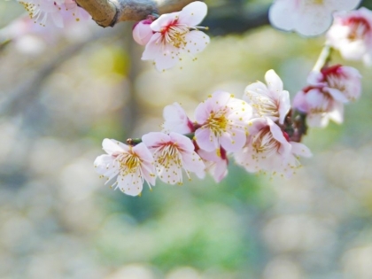 Top 3 địa điểm ngắm hoa Ume lý tưởng ở Tokyo