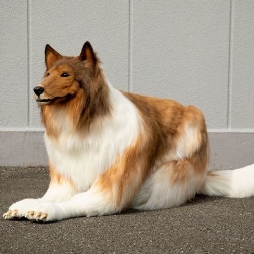 Người đàn ông chi 2 triệu yên để. hóa cún