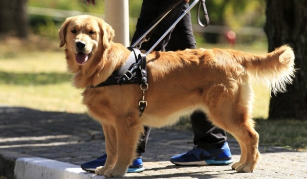 Chó Nhật: Người bạn bốn chân đặc biệt Hojoken