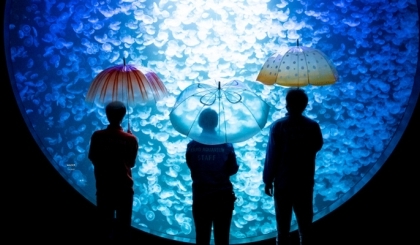 Những chiếc ô được lấy cảm hứng từ sứa!