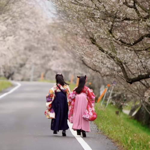 Biến đổi khí hậu đe dọa văn hóa Nhật Bản