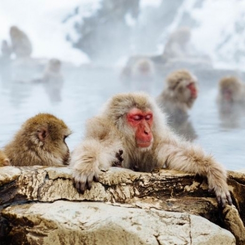 Công viên khỉ Jigokudani: Ngắm loài khỉ thư giãn trong suối nước nóng